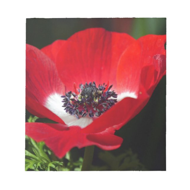 Red Anemone.JPG Notepad (Front)