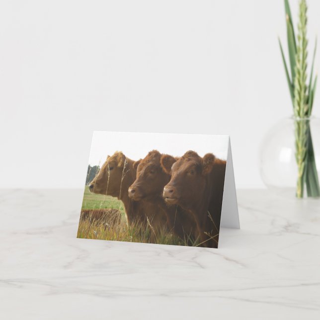 Red Angus Calves in a Field Note Card (Front)