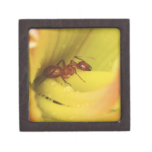 Red Ant, Formica spp. Gift Box