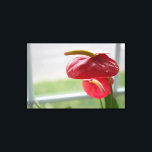 Red Anthurium Tropical Flower on Wrapped Canvas<br><div class="desc">Sunlight dances in this gorgeous, blossoming anthurium as it sits by a window. The vibrant red and green colour on this heart shaped flower captures the viewer's attention.</div>