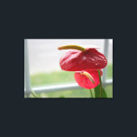 Red Anthurium Tropical Flower on Wrapped Canvas<br><div class="desc">Sunlight dances in this gorgeous,  blossoming anthurium as it sits by a window. The vibrant red and green colour on this heart shaped flower captures the viewer's attention.</div>