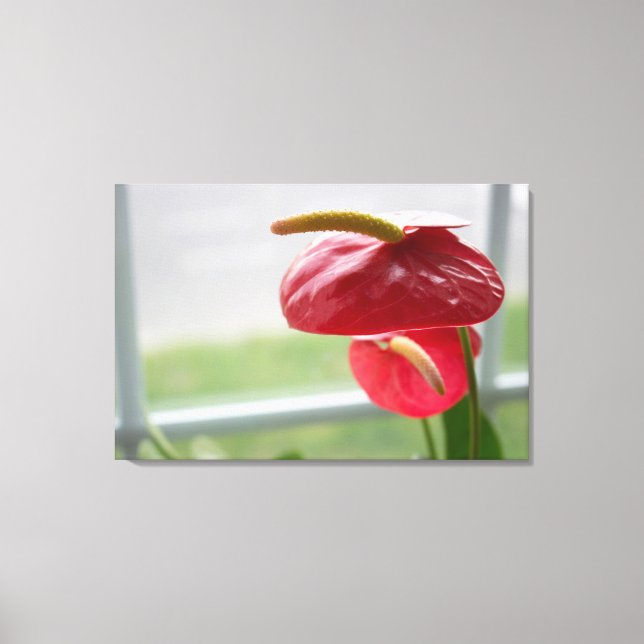 Red Anthurium Tropical Flower on Wrapped Canvas (Front)