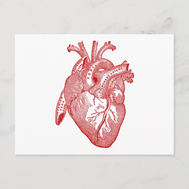 Red Antique Anatomical Heart Postcard (Front)