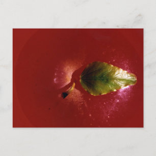 Red Apple Postcard