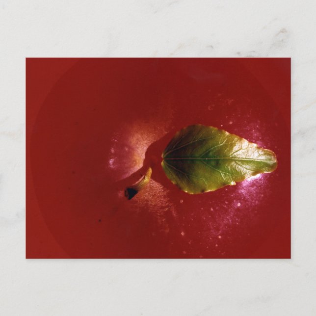 Red Apple Postcard (Front)