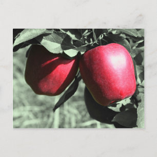Red Apples Black White Postcard