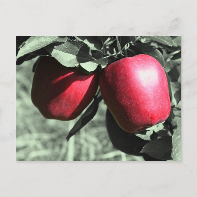 Red Apples Black White Postcard (Front)