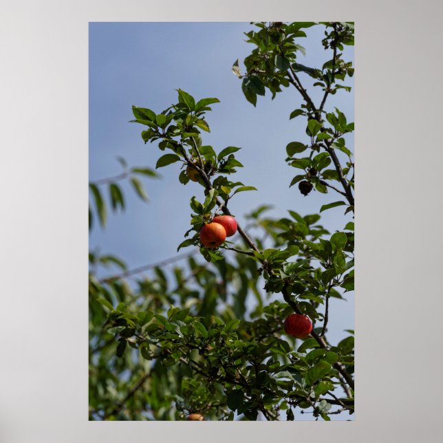 red apples couple on a branch poster (Front)