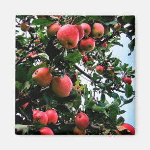 Red apples magnet