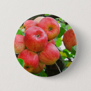 Red Apples on Tree 2 Inch Round Button