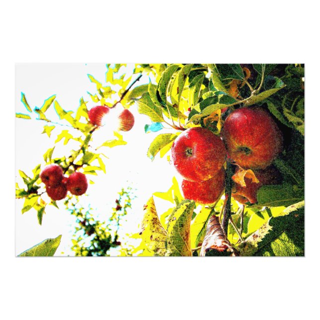 "Red Apples Tree On Sunny Day" Cute Photo. Buy Now Photo Print (Front)