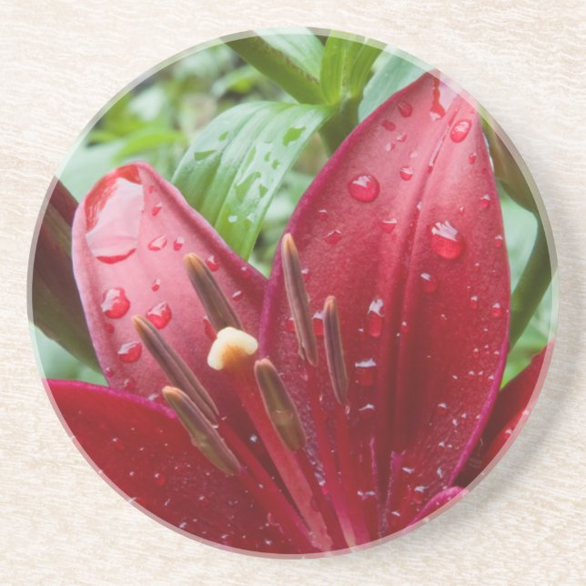 Red Asiatic Lily With Buds Coaster (Front)