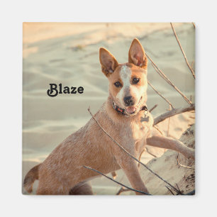Red Australian Cattle Dog - Heeler - in the snow Magnet