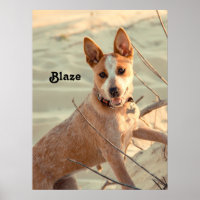 Red Australian Cattle Dog - Heeler - in the snow