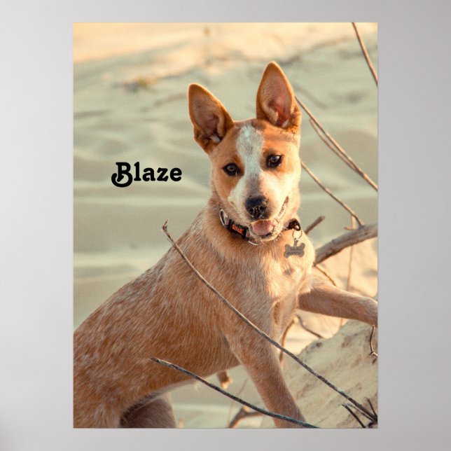 Red Australian Cattle Dog - Heeler - in the snow Poster (Front)