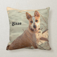 Red Australian Cattle Dog - Heeler - in the snow