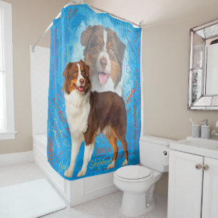 Red Australian Shepherd dogs - Aussie