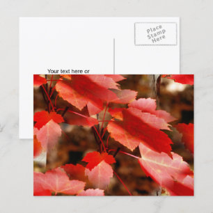 Red Autumn Leaves Nature Photography Personalized Postcard