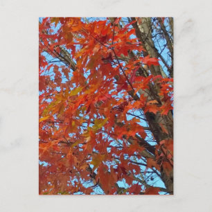 Red Autumn Leaves Postcard