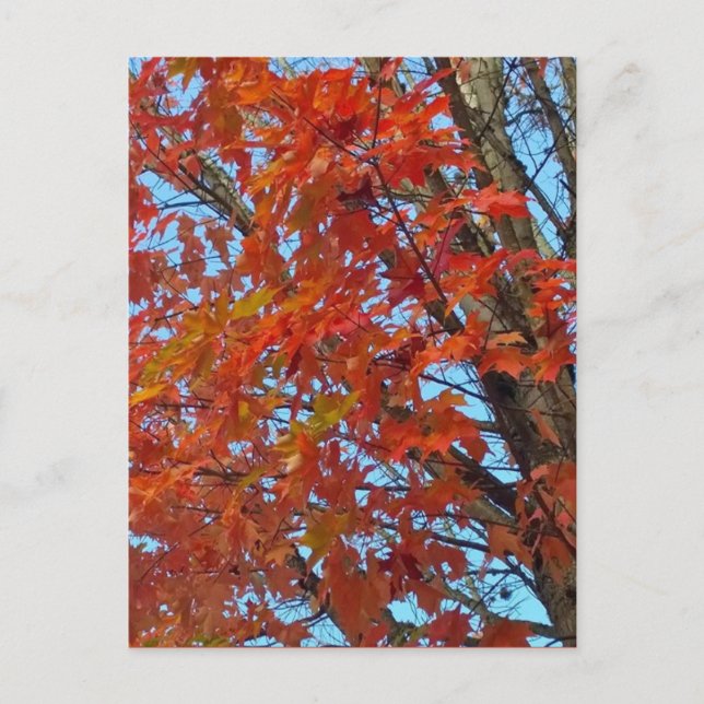 Red Autumn Leaves Postcard (Front)