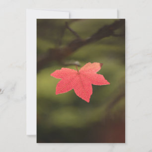 Red Autumn Maple Leaf Nature Photo Card