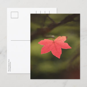 Red Autumn Maple Leaf Nature Photo Postcard