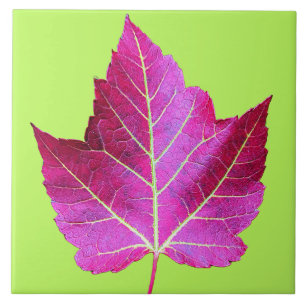Red Autumn Maple Leaf on Green Floral Tile
