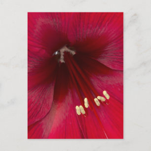Red Azalea Closeup Postcard