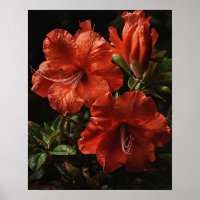 Red Azalea Flowers Art Print Poster