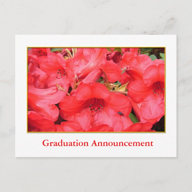 Red azalea flowers graduation announcement postcard (Front)