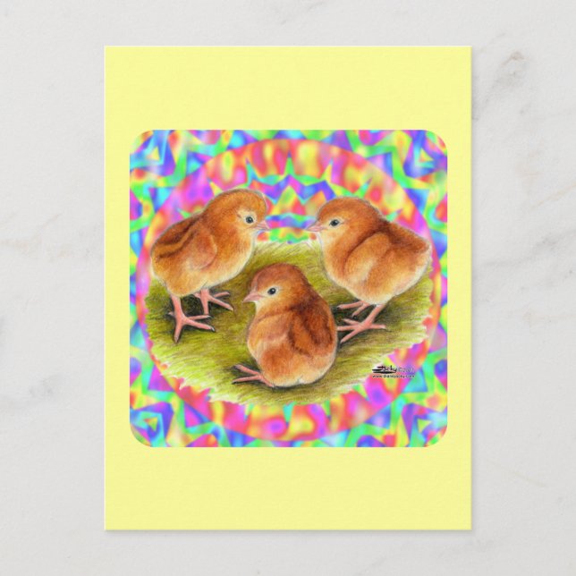 Red  Baby Chicks Postcard (Front)