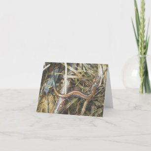 Red-Backed Salamander Note Card