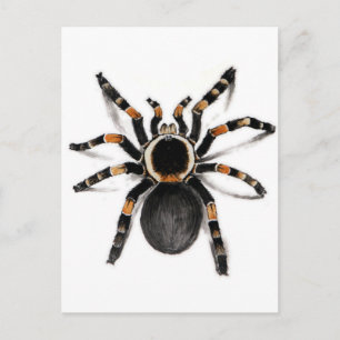 Red Banded Tarantula Spider Postcard