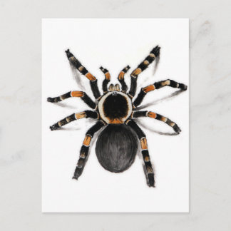 Red Banded Tarantula Spider Postcard