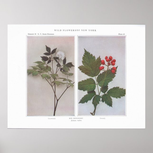 Red Baneberry (Flowers and Fruit) - Actaea rubra Poster (Front)