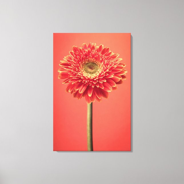 Red Barberton Gerbera Daisy Flower Canvas Print (Front)