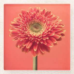 Red Barberton Gerbera Daisy Flower Glass Coaster