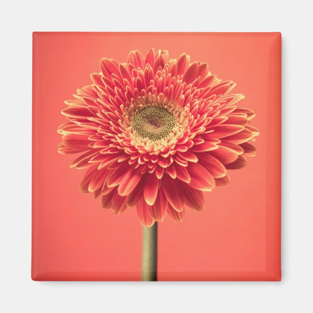 Red Barberton Gerbera Daisy Flower Magnet (Front)