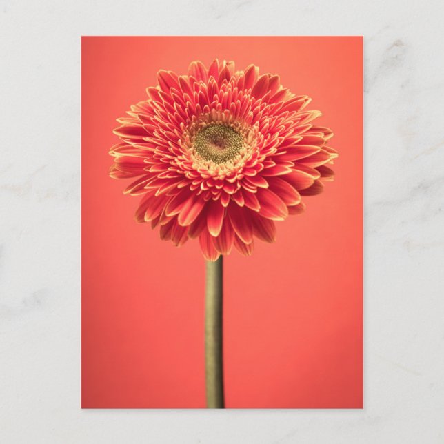 Red Barberton Gerbera Daisy Flower Postcard (Front)