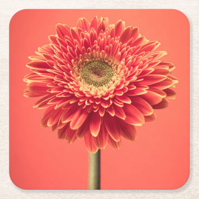 Red Barberton Gerbera Daisy Flower Square Paper Coaster (Front)
