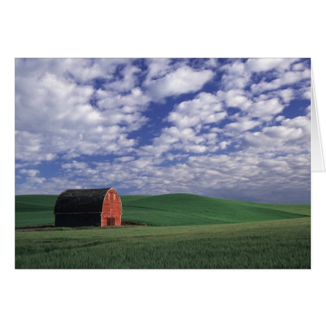 Red barn in wheat & barley field in Whitman (Front Horizontal)