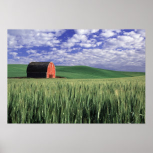 Red barn in wheat & barley field in Whitman Poster