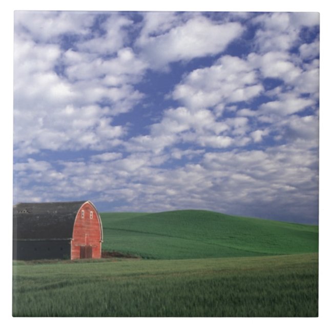 Red barn in wheat & barley field in Whitman Tile (Front)