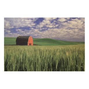 Red barn in wheat & barley field in Whitman Wood Wall Art