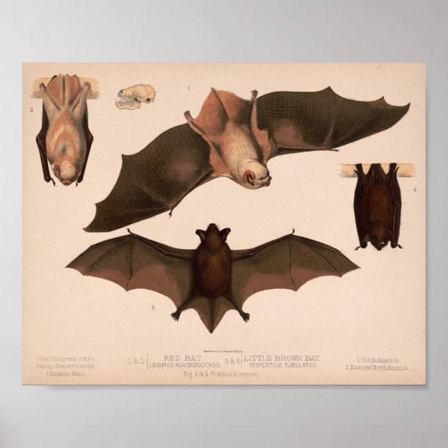 Red Bat, Little Brown Bat | Louis Prang & Co. Poster (Front)