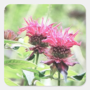 Red Bee Balm Blooms Square Sticker
