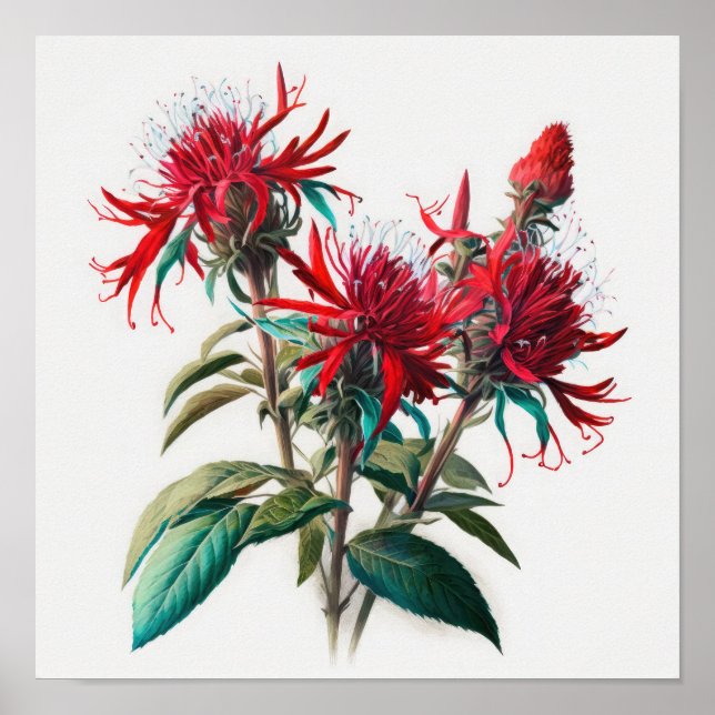 Red Bee Balm Flower Art Print Poster (Front)