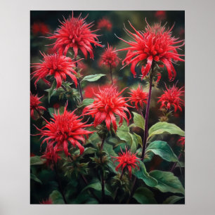 Red Bee Balm Flowers Art Print Poster