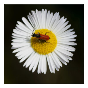 Red Beetle on White Daisy Macro Poster