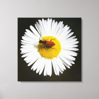 Red Beetle on White Daisy Macro Poster
